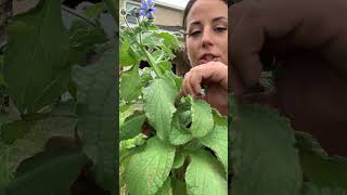 How to Harvest Borage Leaves Use These to Make Tea gardenerlife garden [upl. by Gregoire]