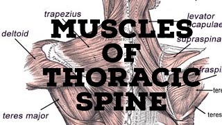 Muscles of thoracic spine [upl. by Evanthe421]