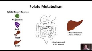 Megaloblastic Anemia Including B12 and folate deficiency [upl. by Enyahs584]