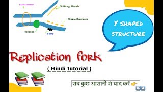 Replication fork in hindi ll biology ll [upl. by Llemert]