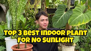 SNAKE PLANT  WELCOME PLANT  PHILODENDRON TOP 3 BEST INDOOR PLANT FOR NO SUNLIGHT [upl. by Etnahsal29]