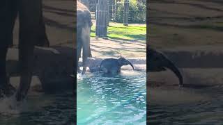 Baby elephants first swim [upl. by Ainerol]