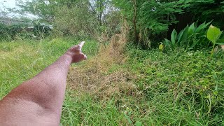 Mowing The Most SHOCKING OVERGROWN Lawn From HELL [upl. by Farmann]