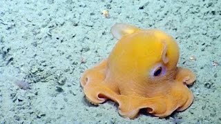 Shy Octopus Hides Inside Its Own Tentacles  Nautilus Live [upl. by Swainson]