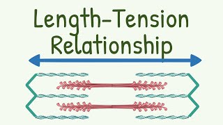 Length Tension Relationship  LengthTension Diagram of Muscle [upl. by Yve]