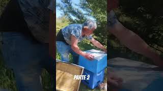 abejas abejitas apicultura apiculture reels short viralreels video videoedits videoviral [upl. by Carpet]