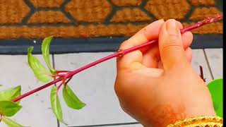 Fuchsia Propagation by cuttings procedure [upl. by Nagem]