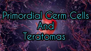 Primordial Germ Cells And Teratomas [upl. by Suzie704]