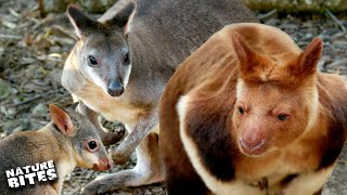 Dusky Pademelon Protects His Joey  The Secret Life of the Zoo  Nature Bites [upl. by Aryamoy]