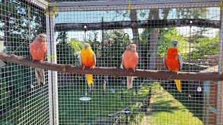 Sunbathing amp Preening Turquoisine and Bourke Parakeets Enjoy the Aviary [upl. by Ayenat796]