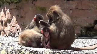 Hamadryas Baboon with babys at Paignton Zoo [upl. by Htidirem]