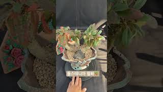 돌스테니아 철화 Dorstenia아프리카식물 구근식물 succulent succlents caudex plants [upl. by Sirrad912]