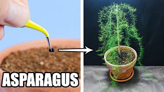 Asparagus Growing From Seed 62 Days Time Lapse [upl. by Florance]