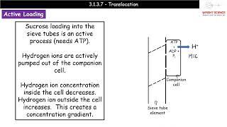 A Level Biology  3137  Translocation [upl. by Tewfik]