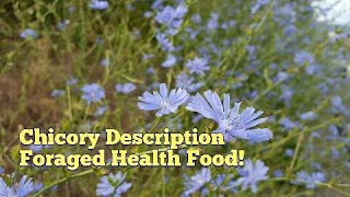 Chicory  Edible and Medicinal Plant Description  Prepper Long Term Coffee Alternative [upl. by Eillor]