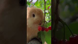 Country Bunnys Happy Time Eating Fruitrabbit rabbitfood rabbitt cute cuterabbiteating funnyvi [upl. by Cassell]