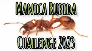 Giant red ant Manica Rubida challenge setup [upl. by Tinor]