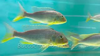 Buccochromis rhoadesii [upl. by Yssirk]