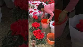 Cách di chuyển hoa thôngminh tips hack flowers rose nongdan famer agriculture tips [upl. by Nibroc]