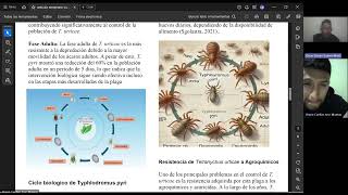 Control biológico de Tetranychus urticae por parte de Typhlodromus pyri en frutales y ornamentales [upl. by Phyllys]