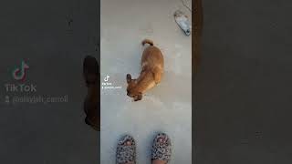 Thumper was enjoying his dinner 🩶 dogs dogvideos fyp [upl. by Heall]