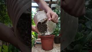 Não quero ver ninguém jogando fora depois desse vídeo 😁 calandiva plantas plantas jardim [upl. by Eeliak]