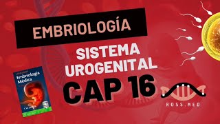 CAP 16SISTEMA UROGENITALEMBRIOLOGÍA MÉDICA LANGMANRESUMENPODCAST [upl. by Novhaj]