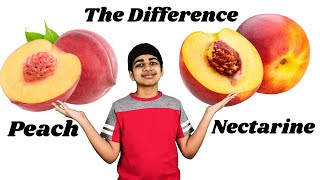 Peaches vs Nectarines  THE DIFFERENCE [upl. by Tris]