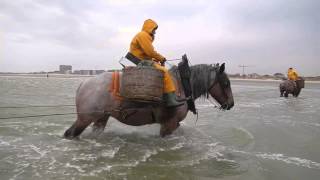 Paardenvissers  Oostduinkerke 16 april 2015 [upl. by Annaerda38]