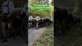 Viehscheid im Allgäu 2024 viehscheid almabtrieb [upl. by Nylahs]