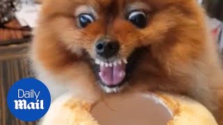 Feisty Pomeranian growls as it refuses to stop drinking from coconut [upl. by Fillender971]