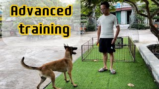 Belgian Malinois Advanced training [upl. by Eleynad899]