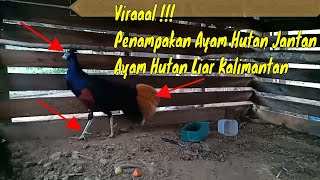 Ayam Hutan Tercantik di Dunia itulah Ayam Hutan Asli Kalimantan Kalau di Pelihara bisa Dapat Cuan [upl. by Julita]