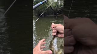 Creek Fishing for Bass 🎣Fishing ozarks bassfishing naturelovers creek riverbass [upl. by Eijneb]