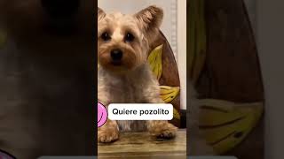 Ya denle su pozolito al perro por favor 😂perros funny funnydogs funnyshorts viralvideo [upl. by Hausmann]