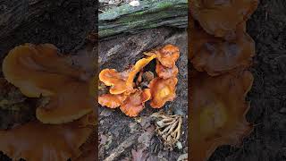 Eastern Jack o lantern mushroom Omphalotus illudens toxic [upl. by Enelahs]