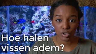 Hoe halen vissen adem  Vragen van Kinderen [upl. by Llenyar]