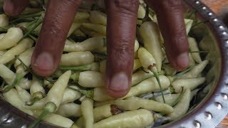 village cooking white Kanthari Mulaku Recipe  Cooking By Village food Recipes [upl. by Chancelor909]