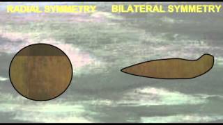 PL1 RADIAL VS BILATERAL SYMMETRY [upl. by Bess]