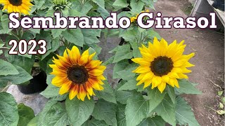 Como Sembrar Girasol desde Semillas  año 2023 33 girasoles [upl. by Netnerb]