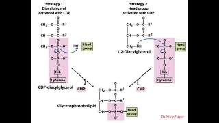 Biosintesi di Trigliceridi Fosfolipidi e Gliceroneogenesi [upl. by Marabel313]