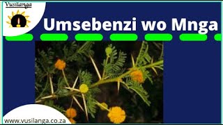 Umnga Vachellia Karoo Vusi [upl. by Yesdnyl89]