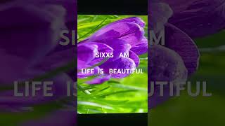 SIxxs AM Life is beautiful [upl. by Millford]