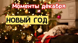 Непредсказуемый декабрь и Новый год милыйдом [upl. by Cathey305]