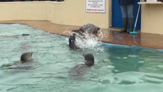 Feeding time with the baby seals at Natureland Seal Sanctuary Skegness 16417 [upl. by Pallaton]