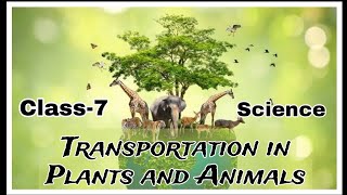 Transportation in Plants and Animal Class 7  CBSE  Science ch 11  viral trendingvideo [upl. by Ynatterb]