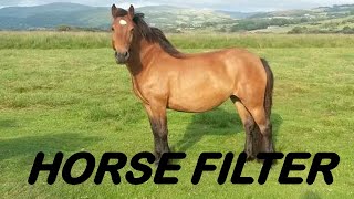 HOW TO GET HORSE FILTER ON SNAPCHAT  SNAPCHAT HORSE FACE FILTER  HORSE HEAD FILTER ON SNAPCHAT [upl. by Esimehc]