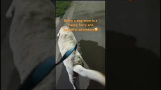 Romi’s Special Night Walkdogdogloverlabradorshortvideoshortsshortsfeeddogownerviralvideo [upl. by Peg]