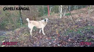 Köpek dövütürenler kadar cahil insan YOK kangal kangaltr sivaskangalı akbaş Jerry Tommy dogs [upl. by Decato]