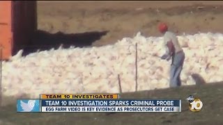 Egg farm worker exposed in Team 10 investigation could face charges [upl. by Gustaf467]